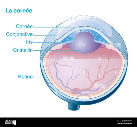 Cornne. Crime Puzzle ถอดรหัส ฆาตกรรมลวง พากย์ไทย