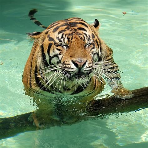 Zenitiger. Yumiko Izumi คลิป